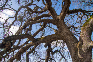 Large oak tree leafless looking up canopy .