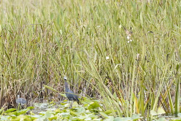 Birds at the local nature preserve