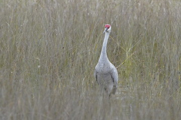 Birds at the local nature preserve