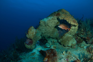 This very sad sight is a centuries old barrel sponge  collapsing due to having caught a disease. The structure is dying at an irreversible rate and symbolizes the death of the underwater world 