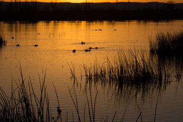 Ducks swimming in water at wetlands sunset silhouette .