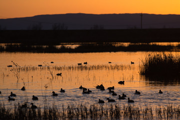 Ducks swimming in water at wetlands sunset silhouette .