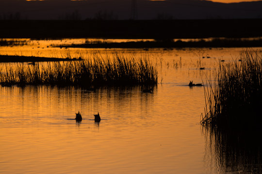 Ducks swimming in water at wetlands sunset silhouette .
