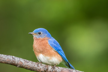 Beautiful male Eastern Bluebird (Sialia sialis) portrait perched against clean green muted background in the spring