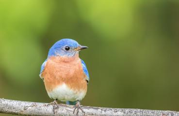Beautiful male Eastern Bluebird (Sialia sialis) portrait perched against clean green muted background in the spring