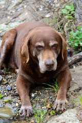 Old chocolate labrador retriever dog laying down.