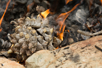 Burning pine cones fire fuel smoke .