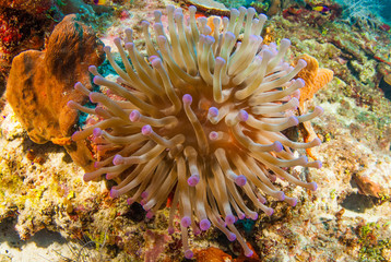 Fototapeta na wymiar A beautiful sea anemone that has been shot on the reef against the backdrop of the tropical blue ocean. This warm water habitat is home to a divers range of creatures like this