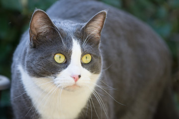 Gray white house cat lurking in backyard.