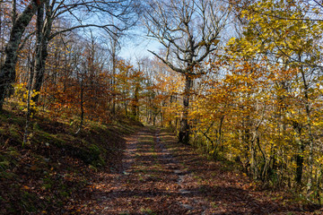 Autumn wilderness service road in Great Smoky Mountains National Park with colorful leaves of Appalachian fall color.