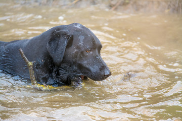 Black labrador retriever dog swimming chasing stick .