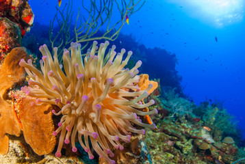Naklejka na ściany i meble A beautiful sea anemone that has been shot on the reef against the backdrop of the tropical blue ocean. This warm water habitat is home to a divers range of creatures like this