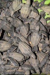 Leatherback hatchlings waiting to be released at Matura Beach, Trinidad