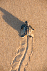 Leatherback hatchling rushing to the water at Bahia State, Brazil