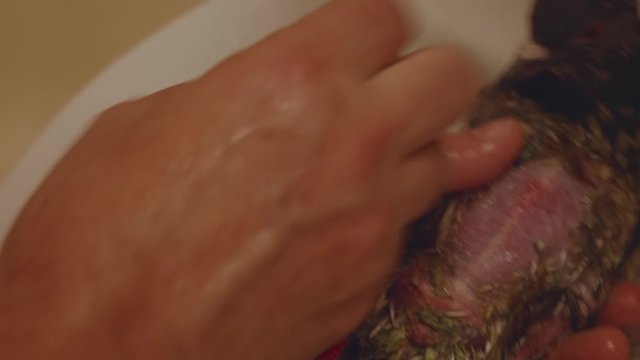 Veterinarian washes sick pigeon in warm running water in sink. Professional care.