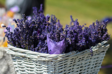 Fresh lavender flowers in basket