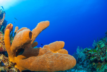 Tube sponges are the main feature of this coral scene. The reef is home to may living organisms and this section is portrayed beneath the beautiful deep blue ocean