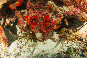 A pair of spiny lobsters are hanging out underneath an overhanging coral formation. The shot was taken in tropical warm water.