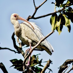 Wading bird at the Rookery