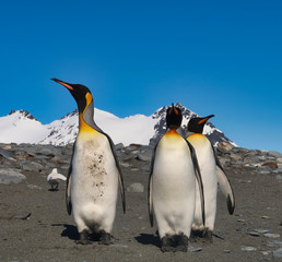 Fototapeta premium Drei Königspinguine in Südgeorgien ganz nah