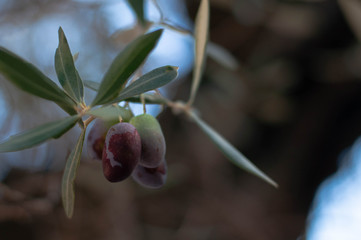 Detail of olive tree branch