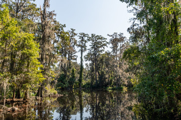Fototapeta na wymiar Scenic South Carolina swamp vista near Charleston