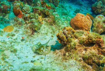 Naklejka na ściany i meble A lemon ray hanging out on the reef. This bottom feeder perfectly camouflages with the ocean floor in its natural habitat