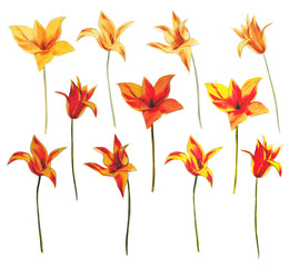 Set of red and yellow tulips. Isolated tulips on a white background. Hand drawing watercolor and colored pencils. Stock illustration tulips.