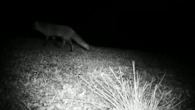 Red Fox (Vulpes Vulpes) in a Grass Meadow Looking at the Camera in the Night. Nature Animals FullHD Video.