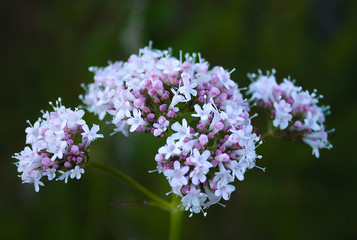 flowers in garden