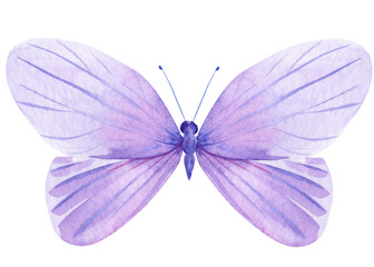 lavender butterfly on an isolated white background, watercolor 