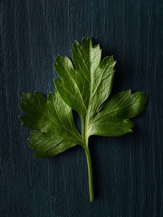 Fresh parsley leaf on dark blue background. Overhead shot.