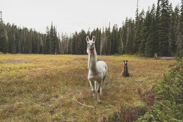 Llama in the meadow