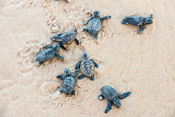Seven sea turtle hatchlings going to the water