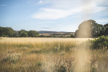 Fototapeta premium Grass, oaks and golden Yakima hills