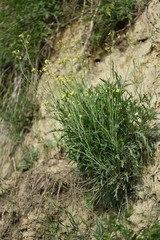 Diplotaxis tenuifolia Wilder Rucola