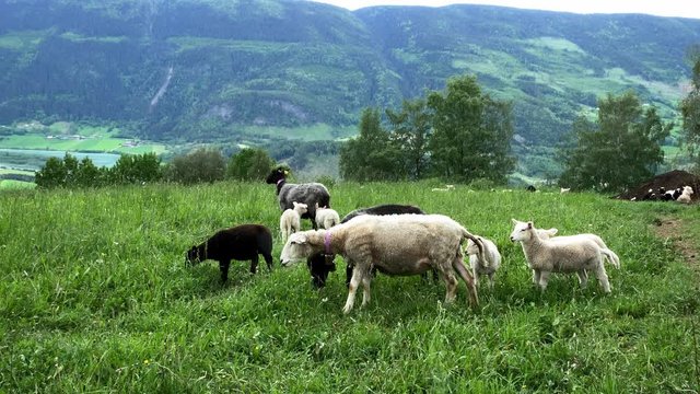 Two ewe sheep shake the bells around their necks as other sheep are grazing and lambs are playing in a green pasture in Norway.