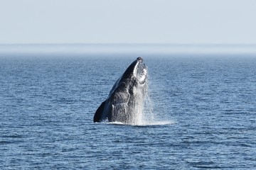 Fototapeta premium Whale