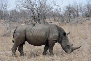 Obraz premium Rhino