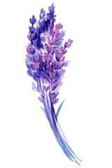 lavender flowers on an isolated white background, watercolor botanical painting