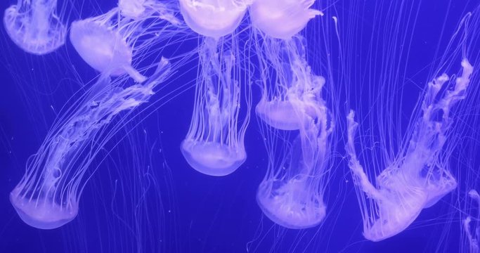 Close up 4K footage of some jellyfish swimming in an aquarium in Valencia, Spain.