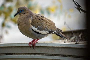 Grey pidgeon with blue eyes atop a roof