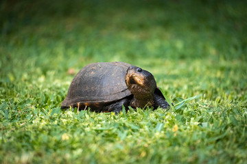 Front side view of a turtle in a garden