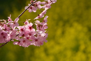 桜