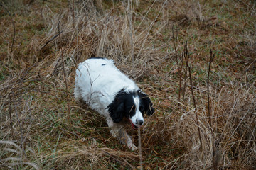 Hunting Springer Spaniels