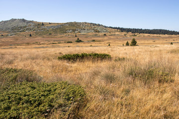 Obraz premium Autumn view of Vitosha Mountain, Bulgaria