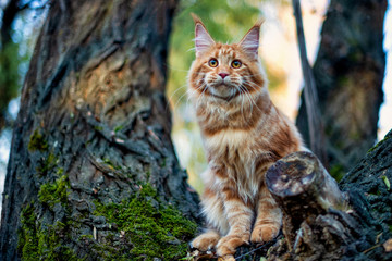 Naklejka na ściany i meble Maine coon kitten sitting on a tree in forest, park on summer sunny day.