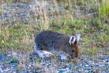 Alaska Wildlife Photography, Denali National Park, Wild Rabbit