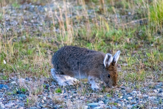Alaska Wildlife Photography, Denali National Park, Wild Rabbit