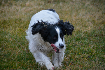 Fototapeta premium Hunting Springer Spaniels